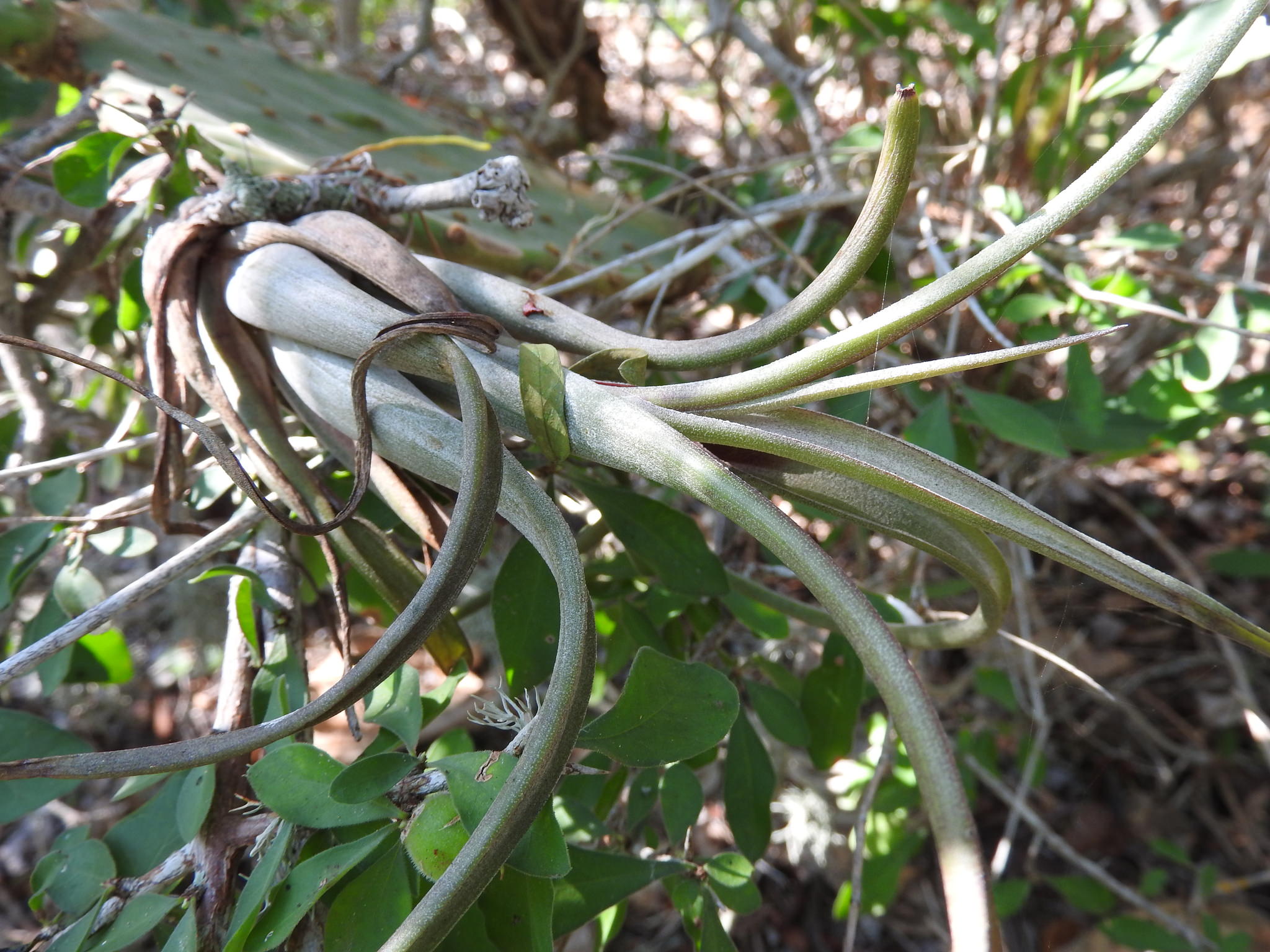 Tillandsia intermedia